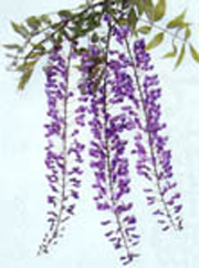フジ(藤)