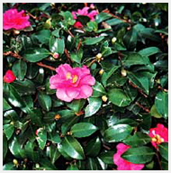 サザンカ(山茶花)