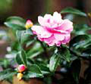 サザンカ(山茶花)