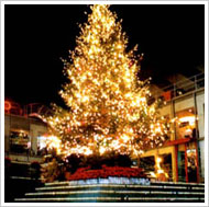 ドイツトウヒのクリスマスツリー(原宿)