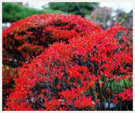 あでやかなドウダンツツジの紅葉